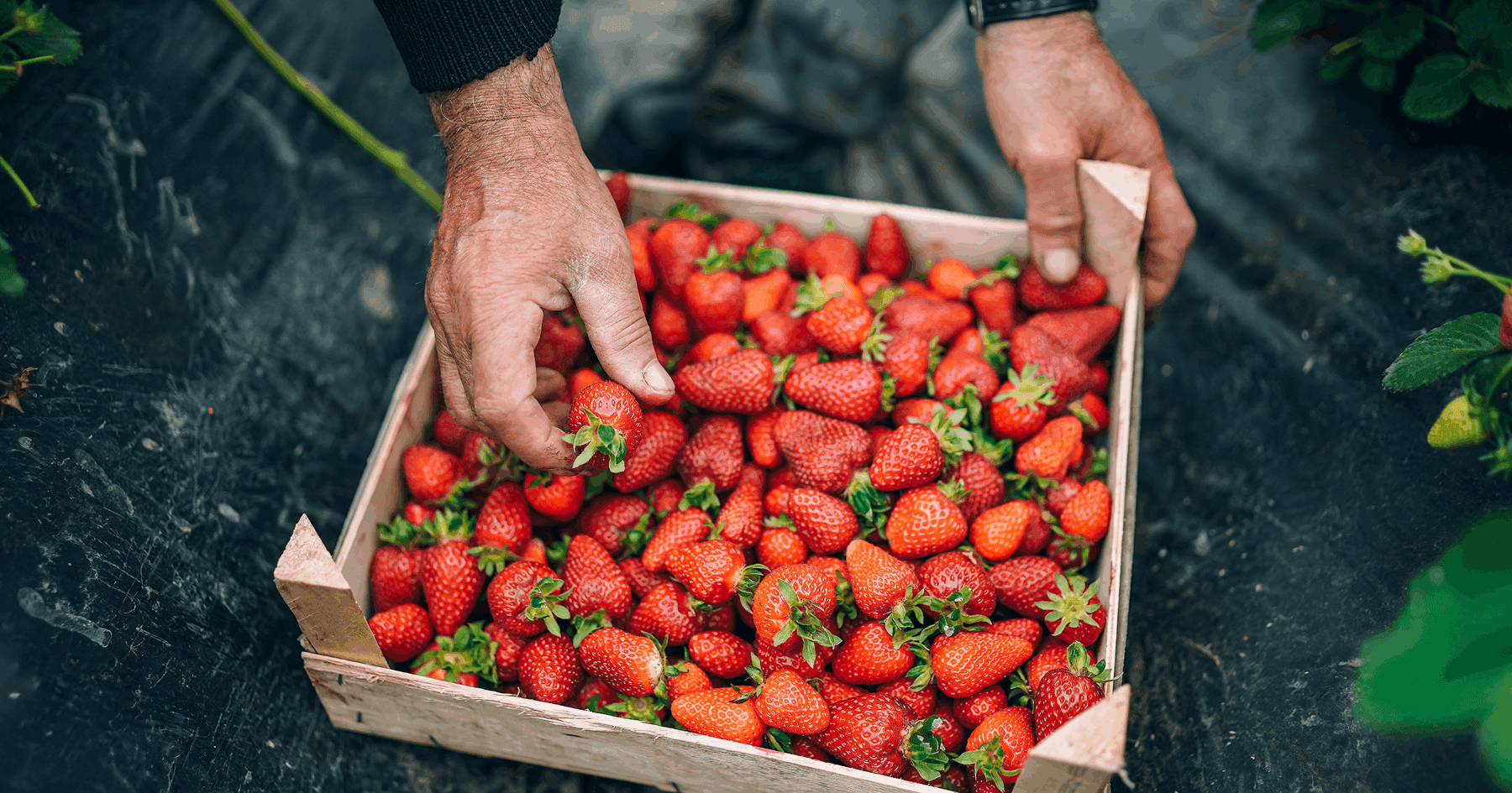 Вітаємо наших клієнтів та партнерів з Днем фермера